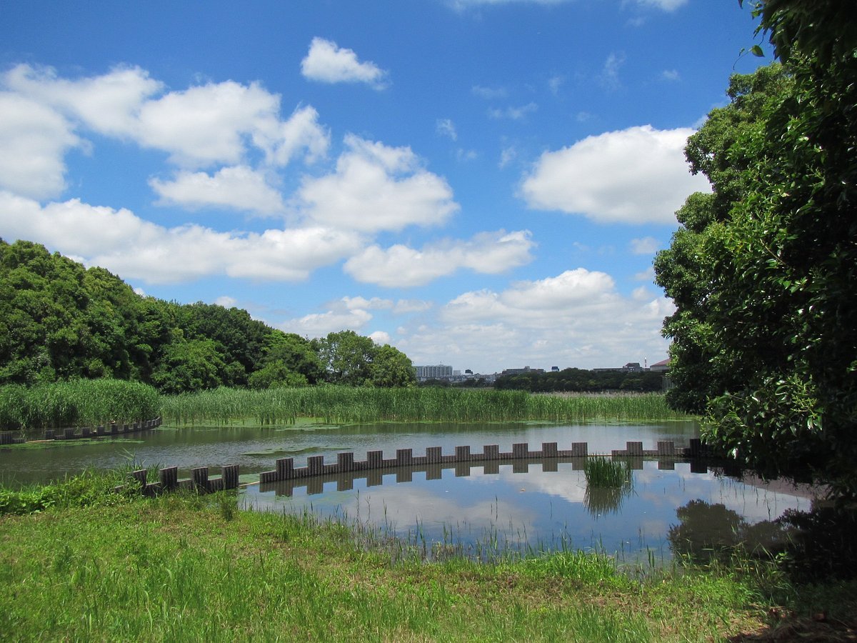 🏞️ 야쓰 갯벌 공원 (야쓰히가타 고엔) 이미지 7